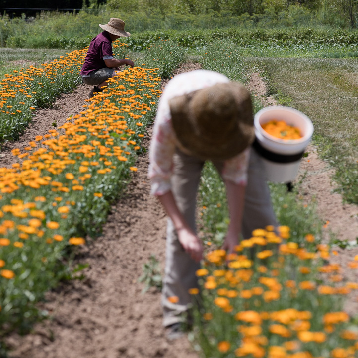 Calendula Harvest