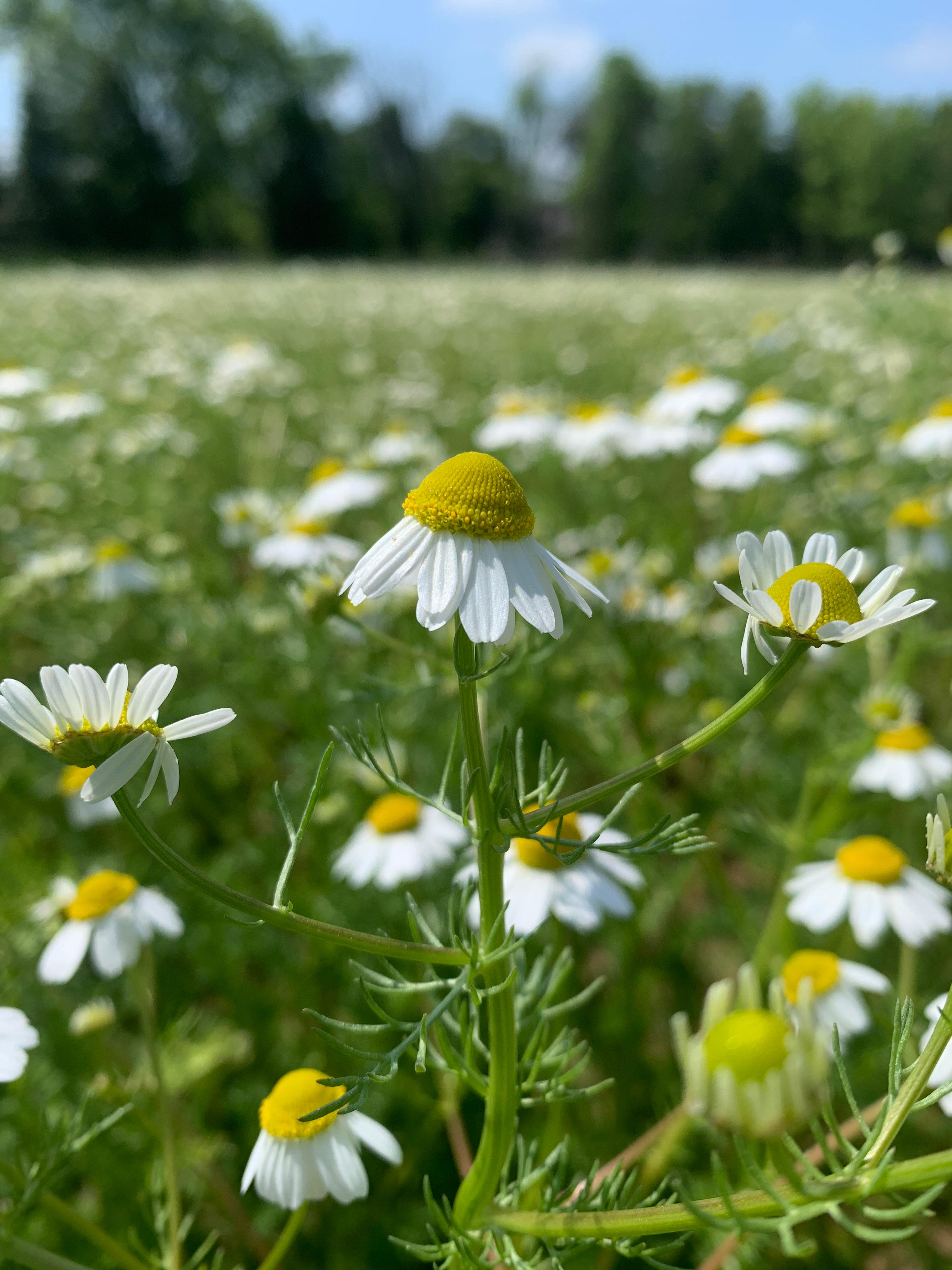 chamomile-1